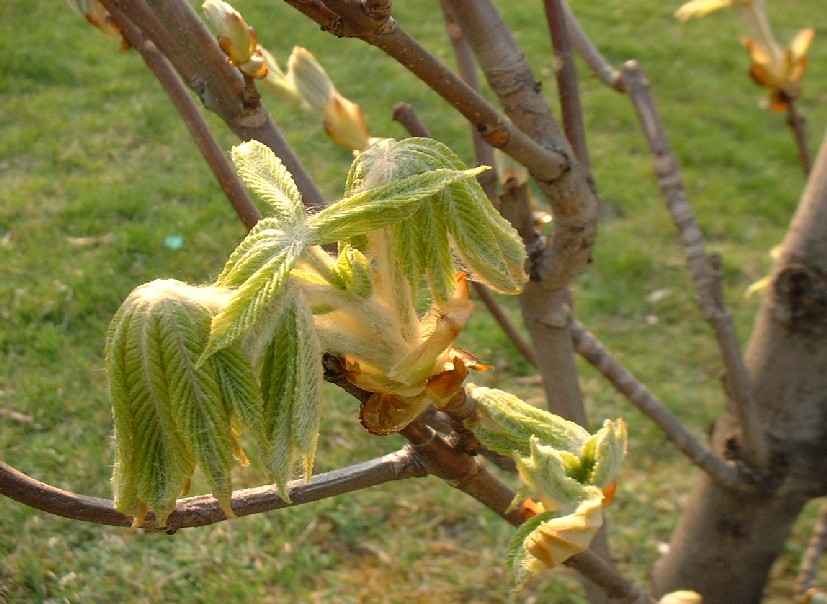 Wiosna 2003